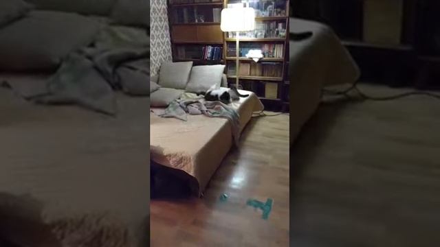 Здоровые кабаны смотреть онлайн