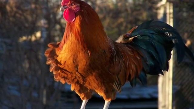 Голоса домашних птиц для детей. Как поет петух? смотреть онлайн