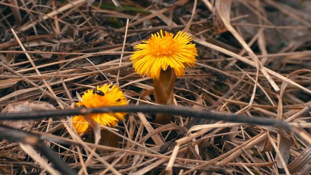 Two Wildflowers / Два полевых цветка смотреть онлайн