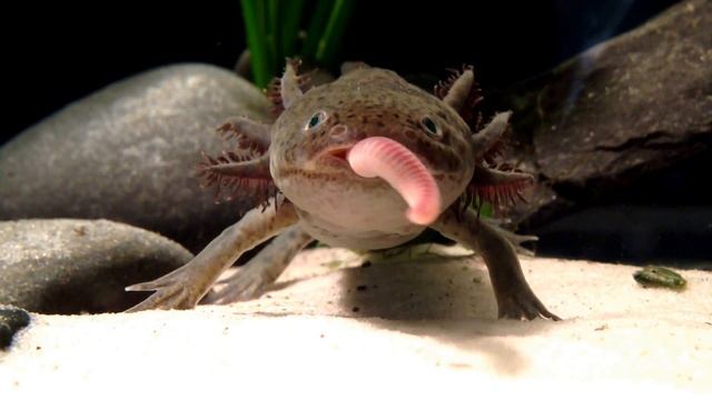 Axolotl Eating EARTHWORM! смотреть онлайн