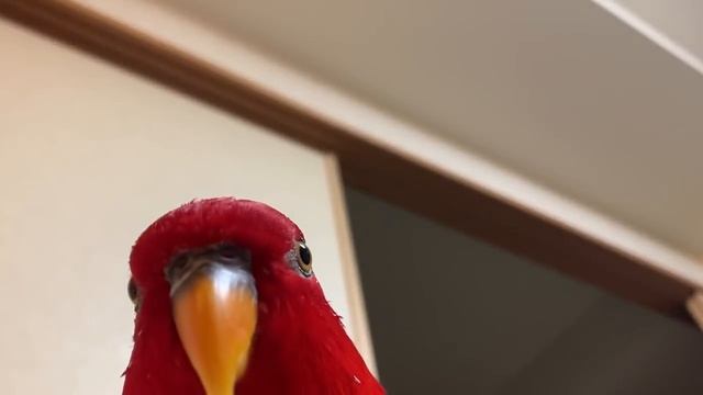 Red birb "GUMI" wuewuewuewuewue.....staring . смотреть онлайн