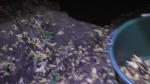 ЧЕРВИ- ВЫПОЛЗКИ. Где собирать?! Как хранить?!