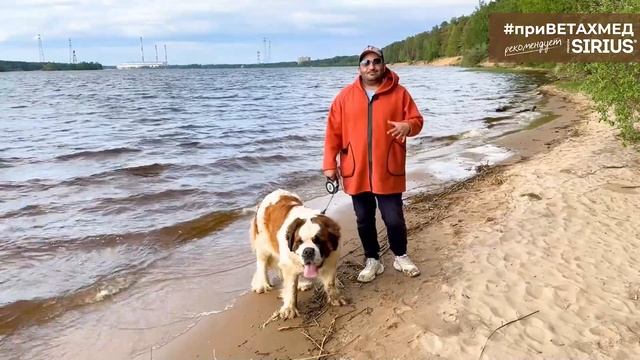 Уход за крупным молоссом // #приВЕТАХМЕД смотреть онлайн