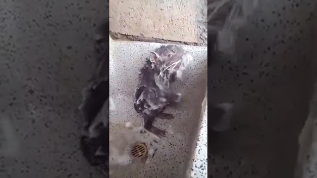 Мышка принимает душ смотреть онлайн