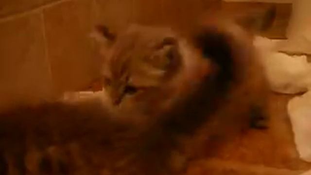 Ragdoll Kittens Playing Lynx Mink and Lynx Sepia смотреть онлайн