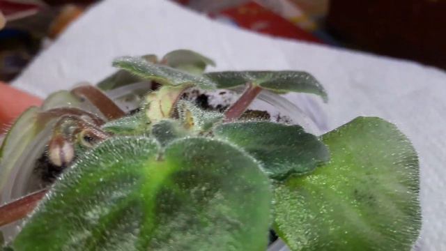 Укореняю первую фиалочку моей подруги Татьяны. смотреть онлайн