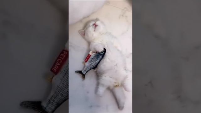 _ Приколы С Котами 2023 _ Funny Cats _ Приколы 2023.mp4 смотреть онлайн