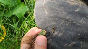 ?Ловим огромную стрекозу ? / Дозорщик император