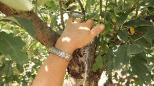 Выбираем ЛУЧШИЙ садовый вар. Часть ВТОРАЯ. Результаты!