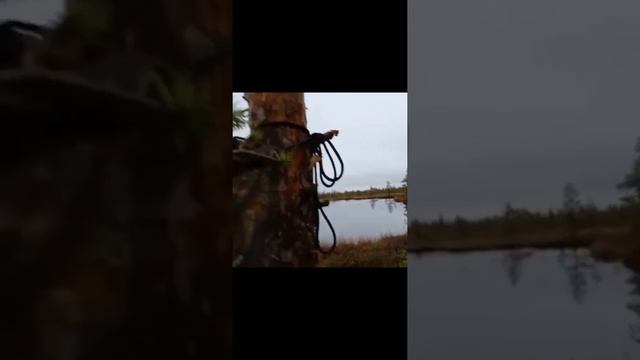 весенняя охота на гуся Беларуси витебская обл.!! смотреть онлайн