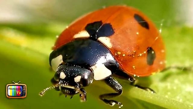 КАК ИЗБАВИТЬСЯ ОТ МУРАВЬЕВ 8 РАБОЧИХ СПОСОБОВ смотреть онлайн