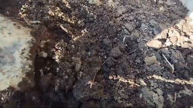 Как калифорнийские черви переносят зиму на улице / разведение червей / биогумус смотреть онлайн