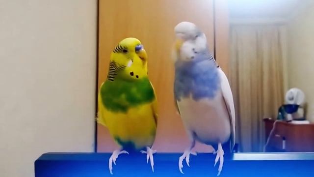 ПОЧЕМУ ПОПУГАЙ ПЕРЕСТАЛ ГОВОРИТЬ смотреть онлайн