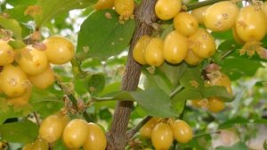 Какие вкусные ягодные кустарники лучше сажать осенью