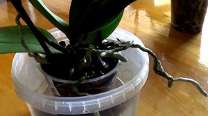 Орхидея Фаленопсис. Полив орхидей. Как часто поливать орхидеи