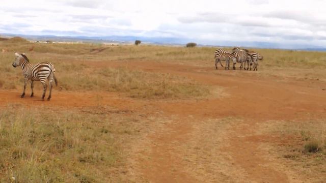 Safari in Nairobi National Park (Kenya) смотреть онлайн