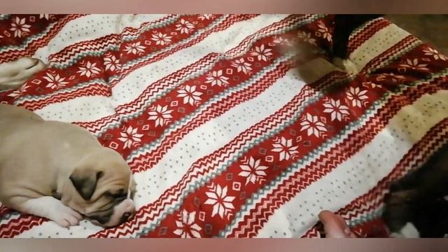 Амстаффы Ценный Приз, свободны мальчик и девочка. 18 дней на видео. смотреть онлайн