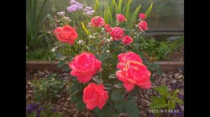 Невероятно ЯРКАЯ РОЗА - СУПЕР ТРУПЕР????