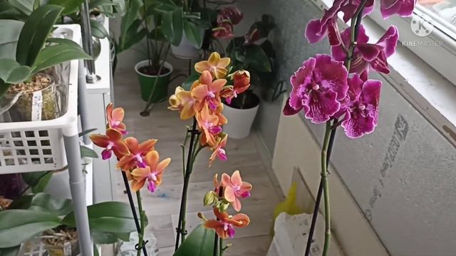 Нереальная красота приехала из Краснодара! Спасибо каналу Орхидейной настроение!!!! смотреть онлайн