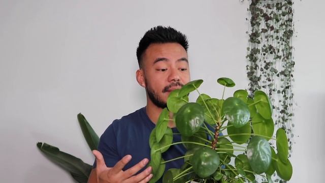 How To Care For Pilea Peperomioides | Houseplant Care Tips смотреть онлайн