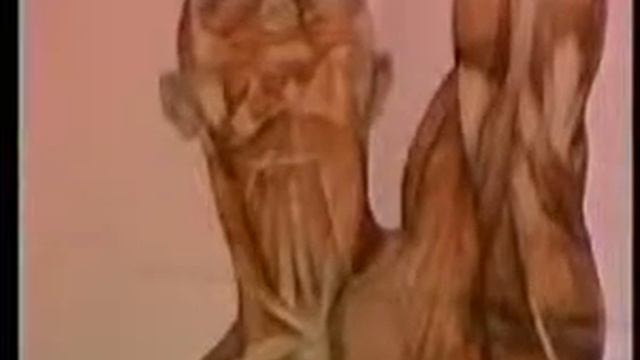 Анатомия человека Мышечная система