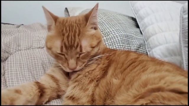 Calming Music for Cats ♬ Relaxing Cat Music Mix ♬ Calm Lofi Music смотреть онлайн