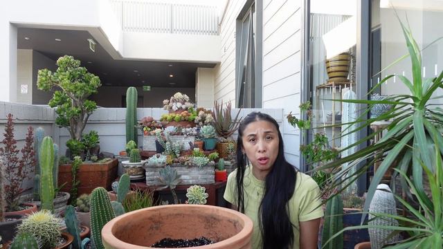 Underplanting a Dracaena with Succulents & getting back into Top Dressing смотреть онлайн
