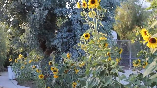 Dance of the Sunflowers/ Girasoles alegra la vida☀️🌻🌻🌻🌻🌻🌻🌻🌻🌻🌻🌻🌻🌻🌻🌻🌻🌻🌻🌻🌻🌻🌻🌻🌻🌻☀️☀️🌄🌅🌅🌄🌄☀️☀️🌻🌻🌻🌻🌻🌻🌻🌻 смотреть онлайн
