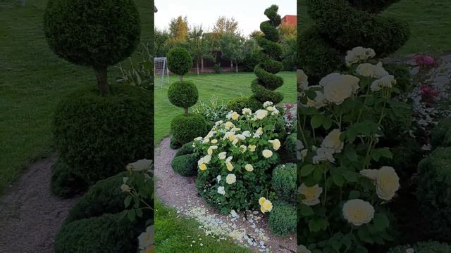 Ниваки из можжевельника смотреть онлайн