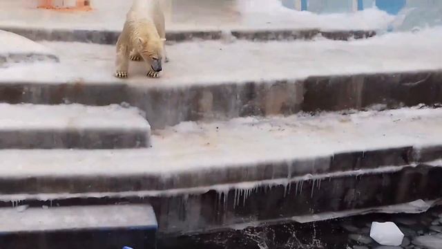 А нам нравятся шары...И угощение тоже..Праздник продолжается..We like the ball and the treat too. смотреть онлайн