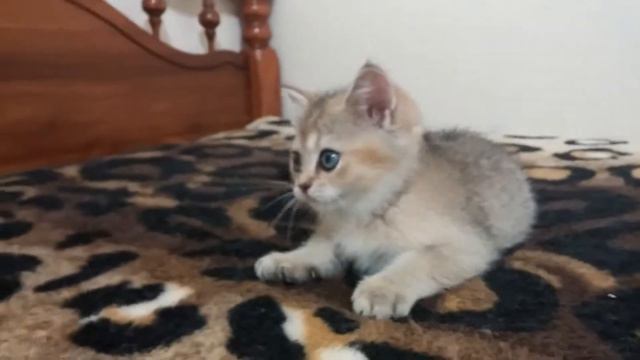 SF Golden Chinchilla смотреть онлайн