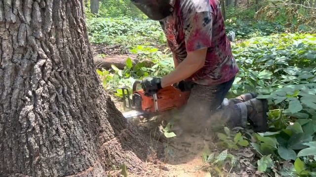 Cutting first tree with brand new Husqvarna 395xp. Dangerous cutting technique for professional onl смотреть онлайн