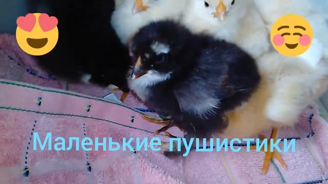 Пушистики - цыплята смотреть онлайн