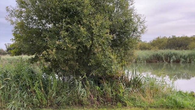 Рыбалка в Англии на большого карпа. Обзор озера в Великобритании смотреть онлайн