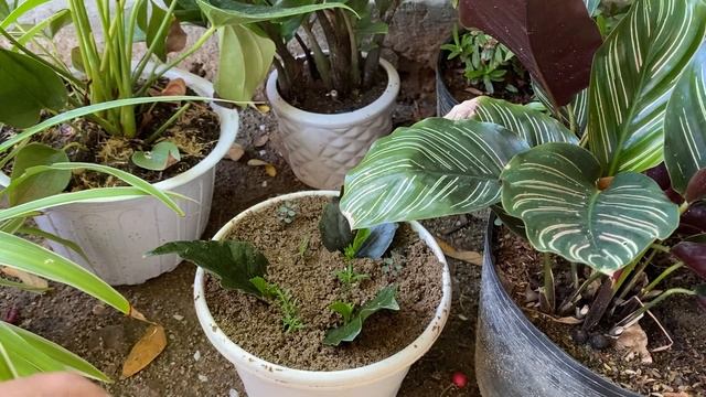 Using rooting stimulants when propagating hibiscus leaves смотреть онлайн