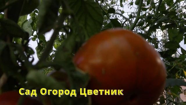 247 Нибелунг, Видеообзор экзотических томатов Сорттомат смотреть онлайн