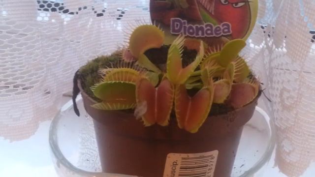 Кормление цветка Dionaea Дионеа смотреть онлайн