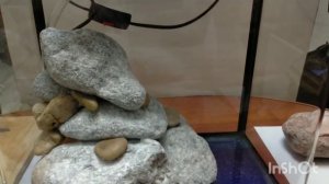 Палюдариум с водопадом своими руками #палюдариум #paludarium #аквариумистика #караганда