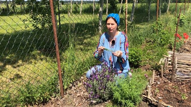 Лаванда французька, моє перше враження. смотреть онлайн
