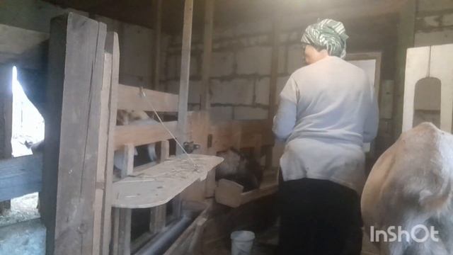 Не знала, что свиньи так делают. Ремонт красовок для боулинга. смотреть онлайн