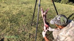 Разделка сурка и удаление желёз