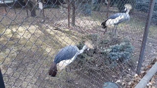 Ирина Вронская: танец венценосного журавля Crowned Crane Dance