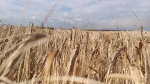 Шумят хлеба.  Геннадий Белов