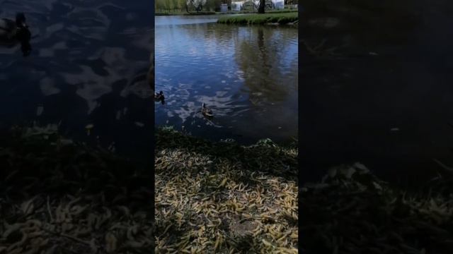 Как выглядит Лошицкий парк весной? смотреть онлайн