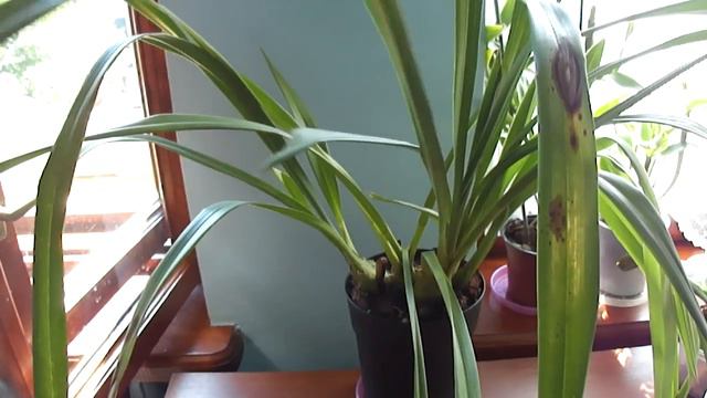 Уехали на 3 дня, и вот результат ((( смотреть онлайн