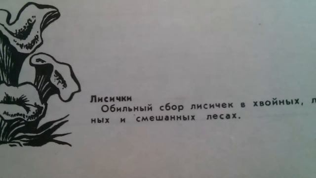 Лисички - Грибы и их места обитания смотреть онлайн