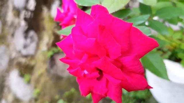 red valentine roses are more fertile смотреть онлайн