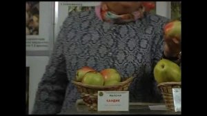 Перспективные сорта яблони для Подмосковья