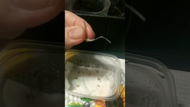 Пересаживаю семена в стаканчики смотреть онлайн