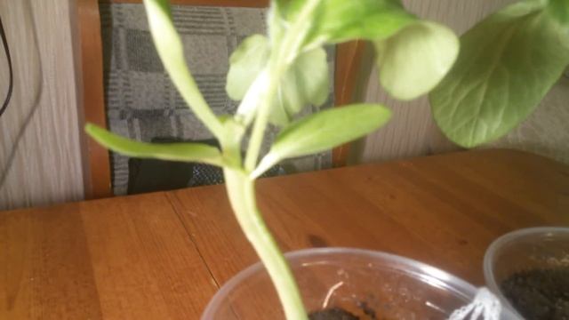 Прививка арбуза к тыкве - стебли срослись. смотреть онлайн